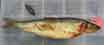 Sild monteret p klassisk tackle.