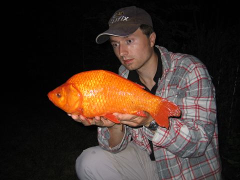 Guldfisk 1,160 kg