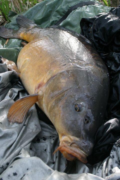 8,5 kg frste karpe 2007