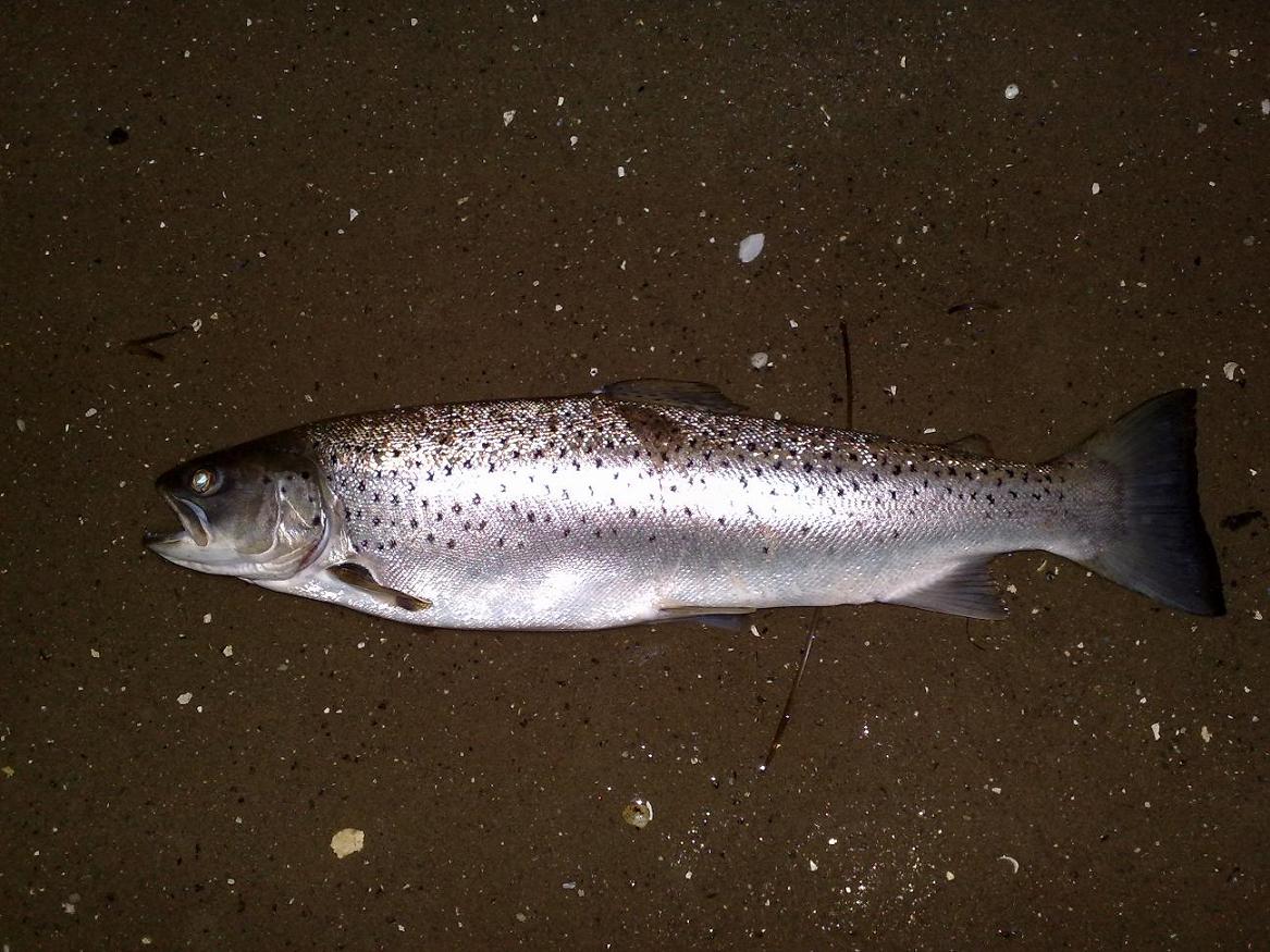 1,9kg havrred fra fjorden