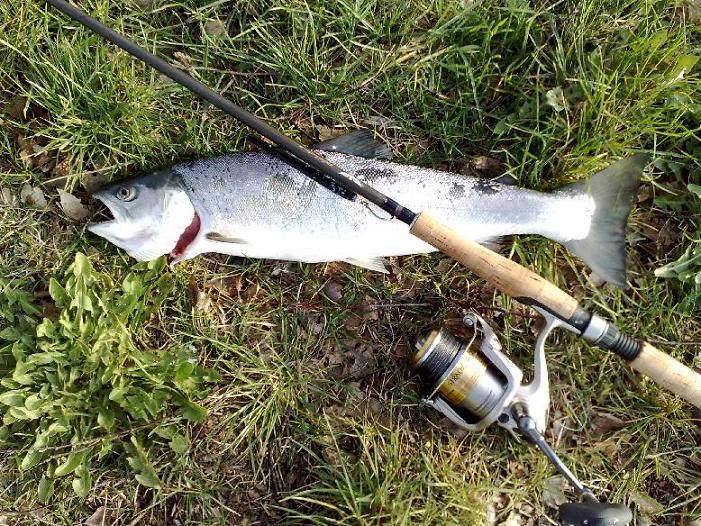 1,2kg morgen fisk.