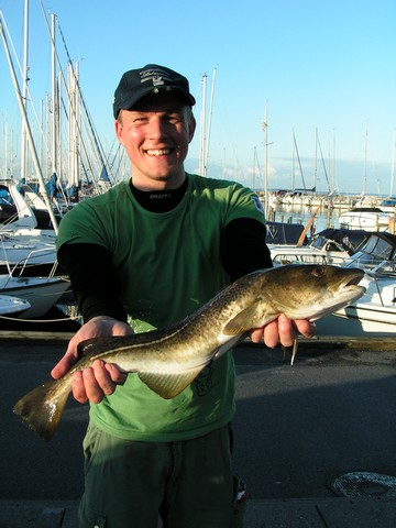 Kasper med torsk, 1,55 kg. (nyrenset udgave)