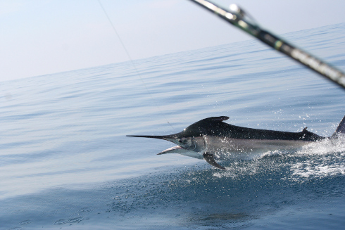 Mikkel - springende black marlin