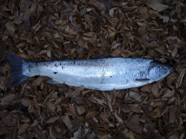1,8kg  Stevns fisk