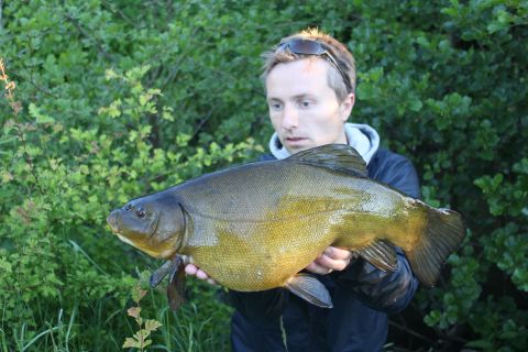 4,1 kg gylden brun storsuder