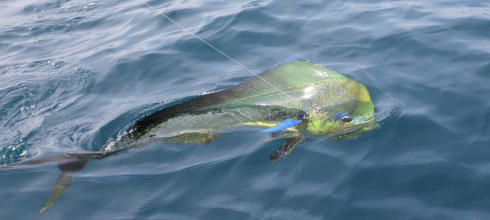 10 kg. Mahi Mahi